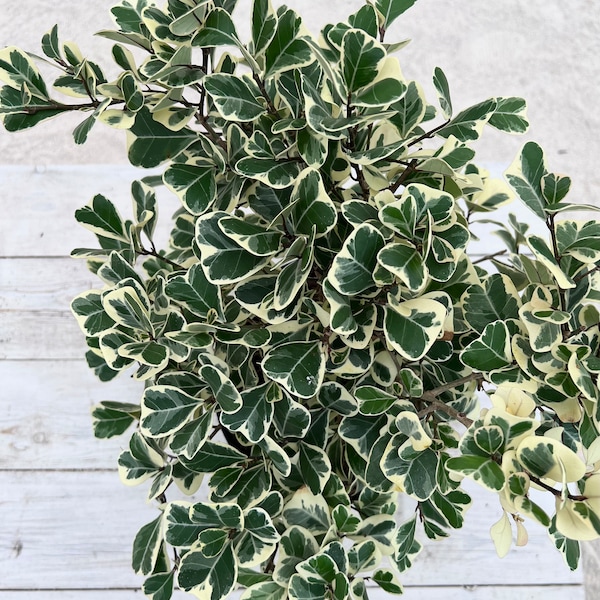 8" Ficus Triangularis Variegated