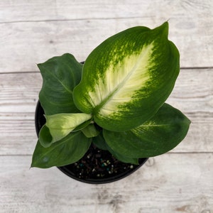 May include: A potted green and white variegated plant with large, pointed leaves. The plant is in a black plastic pot.