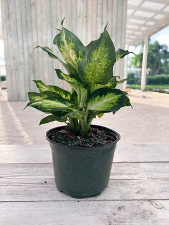 birkin philodendron flower Philodendron 'White Measure' Birkin Nursery 6"