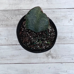 6&quot; Sansevieria Whale Fin