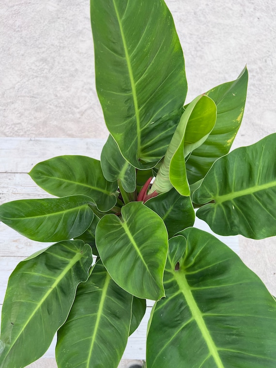 sansevieria pinguicula for sale Runo Plants | Indoor Plants