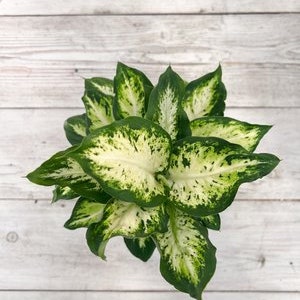 6" Dieffenbachia Amy