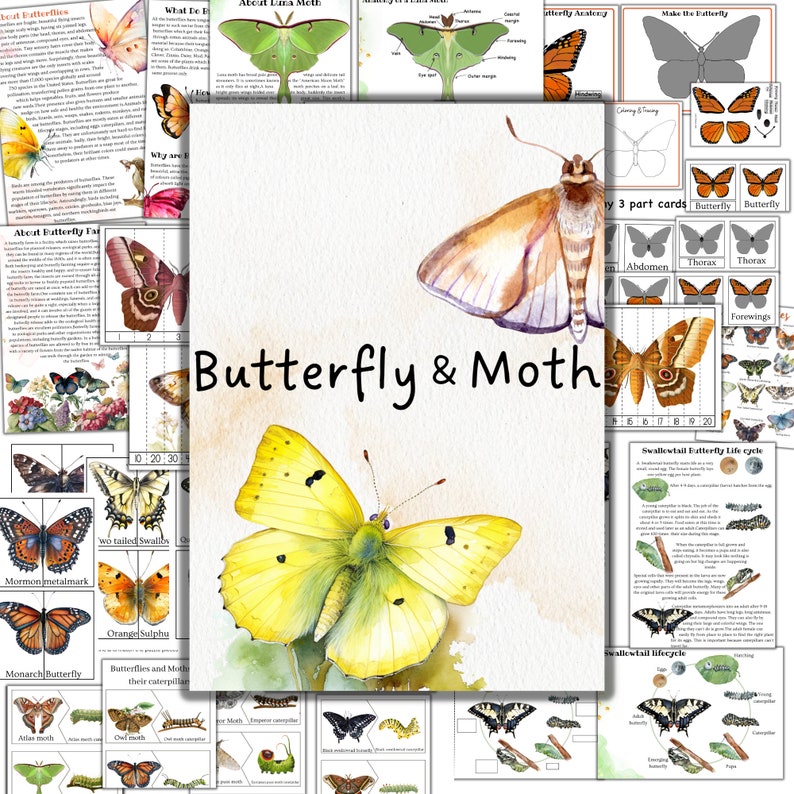 K&ouml;nnte beinhalten: Eine druckbare Lernhilfe zum Thema Schmetterlinge und Motten. Die Ressource enth&auml;lt farbenfrohe Illustrationen verschiedener Arten, Diagramme der Schmetterlingsanatomie und Informationen &uuml;ber den Lebenszyklus eines Schwalbenschwanzes.