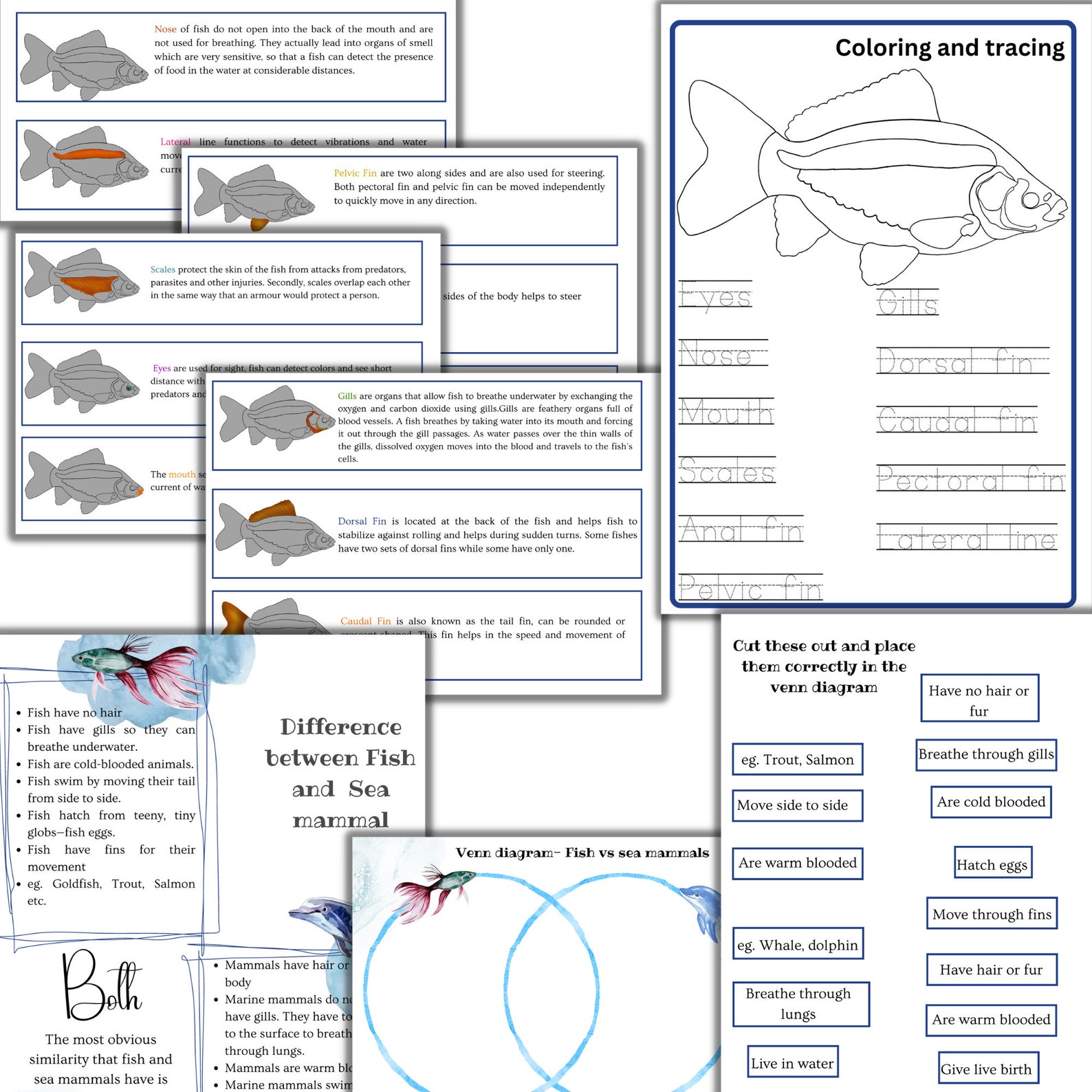 Fish Unit Study, Fish Printable Puzzle, Fish Activities, Shark Unit ...