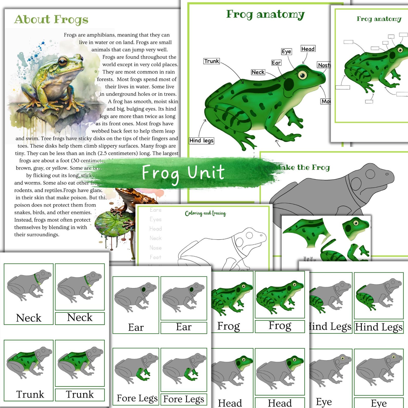 Amphibian Unit Study, Frogs Unit Study, Frogs 3 Part Cards, Frog ...