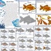 Fish Unit Study, Fish Printable Puzzle, Fish Activities, Shark Unit ...