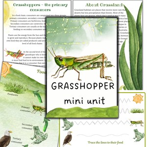 Grashüpfer Mini-Einheitenstudie, Grashüpferaktivitäten, Insektenstudie, Naturstudie