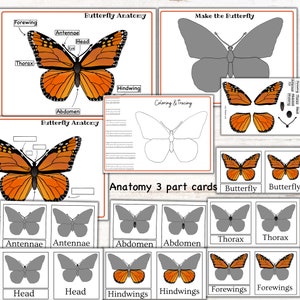 K&ouml;nnte beinhalten: Ein druckbares Arbeitsblatt f&uuml;r Kinder, um die Anatomie von Schmetterlingen zu lernen. Das Arbeitsblatt enth&auml;lt ein beschriftetes Diagramm eines Schmetterlings, eine Seite zum Ausmalen und Nachzeichnen sowie einen Satz von dreiteiligen Karten, um die Schmetterlingsparte zuzuordnen.