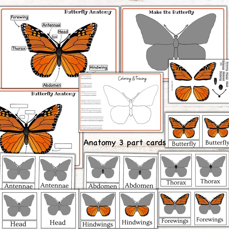 K&ouml;nnte beinhalten: Ein druckbares Arbeitsblatt f&uuml;r Kinder, um die Anatomie von Schmetterlingen zu lernen. Das Arbeitsblatt enth&auml;lt ein beschriftetes Diagramm eines Schmetterlings, eine Seite zum Ausmalen und Nachzeichnen sowie einen Satz von dreiteiligen Karten, um die Schmetterlingsparte zuzuordnen.