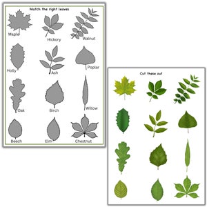Leaves matching puzzle, Leaf unit study, leaf montessori puzzle, botany homeschooling
