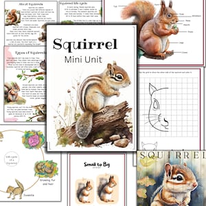 Eichhörnchen-Einheitsstudie, Eichhörnchen-Lebenszyklus, Eichhörnchen-Anatomie, Falleinheit, Naturstudie, Eichhörnchenaktivitäten, Herbstaktivitäten