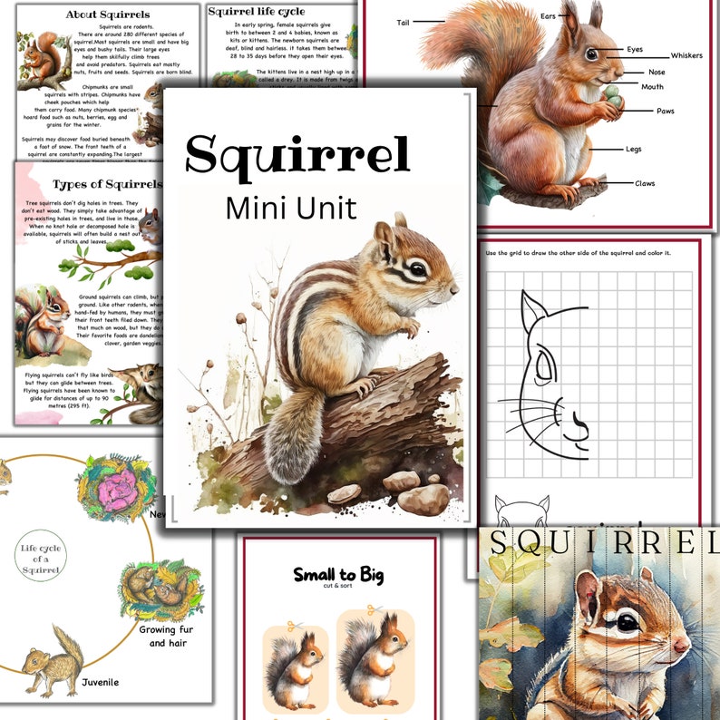 Squirrel Unit Study Squirrel Life Cycle Squirrel Anatomy Etsy