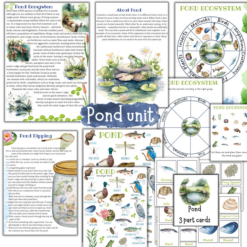 May include: Educational printables about pond life, featuring illustrations of pond ecosystems, insects, amphibians, and plants. Includes 3-part cards, a scavenger hunt, and a pond dipping guide. Perfect for homeschooling.