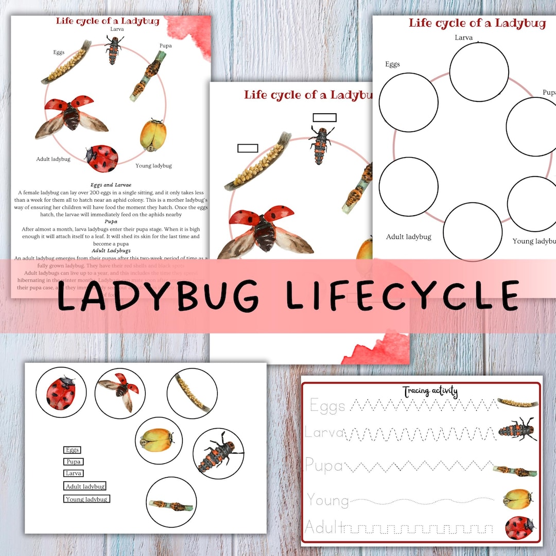 LADYBUG LIFE CYCLE, Homeschool Printable, Beetle Study Etsy