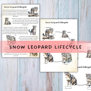 Pode incluir: Impressão educativa com o ciclo de vida do leopardo-das-neves. A impressão inclui ilustrações de filhotes recém-nascidos, bebês, juvenis, jovens e adultos, com texto descritivo. O título "SNOW LEOPARD LIFECYCLE" é exibido.