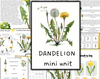 Dandelion mini unit study, summer activity, dandelion activity, home school  activity, nature study