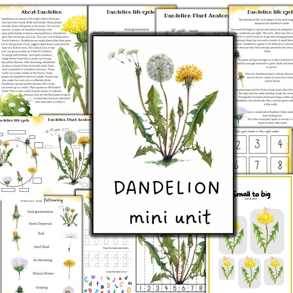 Dandelion mini unit study, summer activity, dandelion activity, home school  activity, nature study