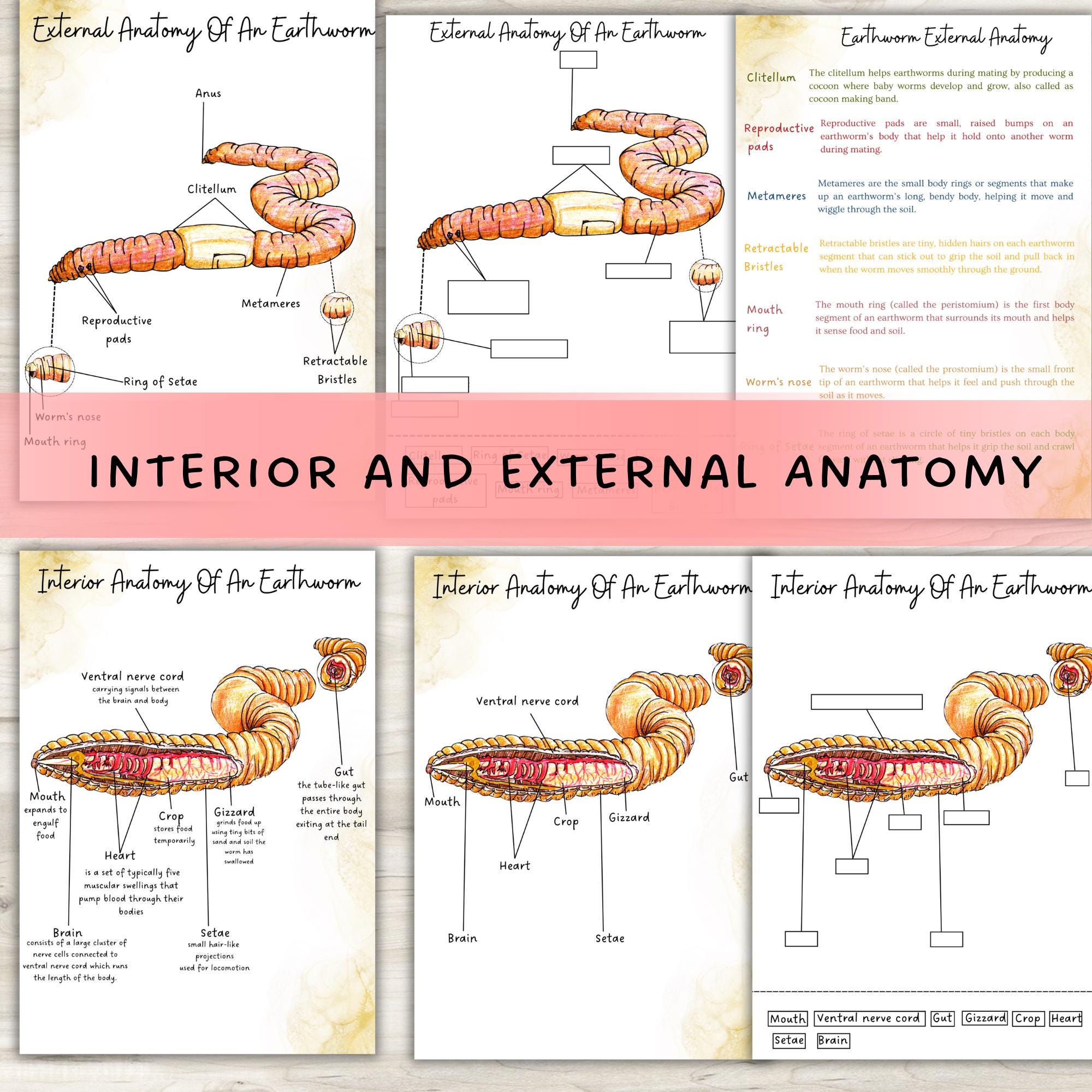 Unidad de Recicladores de la Naturaleza, Unidad de Ecosistemas, Paquete de  Naturaleza, Unidad de Lombrices de Tierra, Unidad de Hongos, Unidad de  Setas - Etsy México, image size:2000x2000