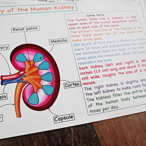 Actividad imprimible de anatomía del riñón humano, rompecabezas de riñón, tarjetas de 3 partes de riñón, coloración de riñón, ciencia para niños, escuela en casa, unidad del cuerpo humano