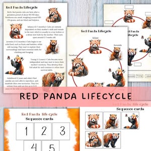 May include: Educational printables illustrating the red panda lifecycle. The set includes a detailed chart with stages from newborn to adulthood, and sequence cards numbered 1-5. The illustrations show the red panda in various life stages.