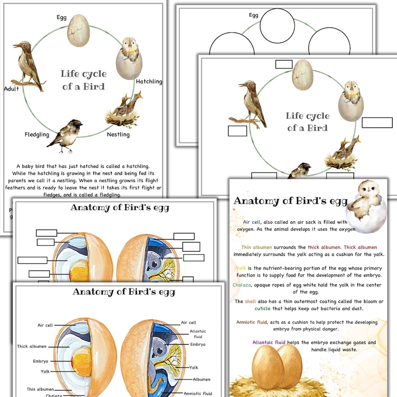 May include: Illustrated life cycle of a bird with stages labeled: egg, hatchling, nestling, fledgling, and adult.  The anatomy of a bird's egg is also illustrated with labels for the air cell, thick albumen, embryo, yolk, thin albumen, amnion, and chalaza.