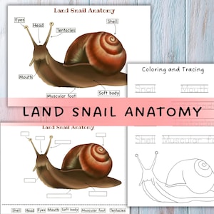 May include: Educational print showing a land snail anatomy diagram with labels such as "Eyes," "Head," and "Shell." The illustration provides a detailed view of the snail's body. Includes a colouring and tracing activity.