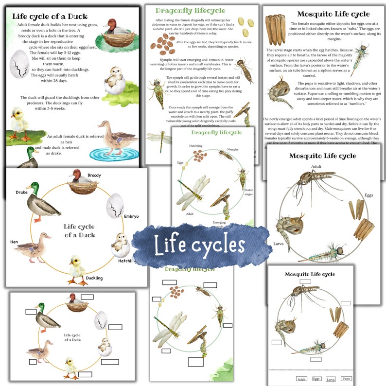 May include: Educational poster set illustrating the life cycles of a duck, dragonfly, and mosquito. The set includes detailed diagrams with text descriptions, featuring colorful illustrations of each stage of development. The title "Life cycles" is displayed in a blue banner.