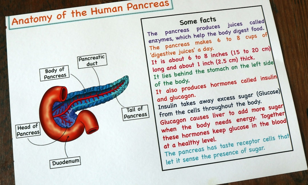 Human Pancreas Anatomy Printable Activity, Pancreas Puzzle