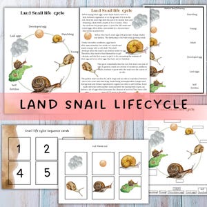 Może przedstawiać: Materiały edukacyjne o cyklu życia ślimaka lądowego. Obraz przedstawia diagram, karty sekwencji i aktywność dopasowywania. Diagram ilustruje etapy takie jak złożone jaja, wylęg, młody i dorosły. Ilustracje są w stylu akwareli.