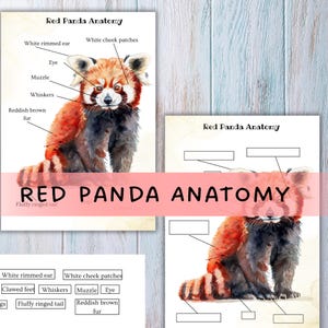 May include: Anatomy print showing a red panda illustration with labels. The print includes the text "Red Panda Anatomy" and labels such as "eye," "muzzle," and "whiskers." The panda has reddish-brown fur and a fluffy ringed tail. Educational material.