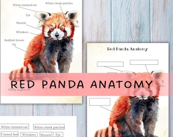 Puede incluir: Impresión educativa con una ilustración en acuarela de un panda rojo con características anatómicas etiquetadas. La impresión incluye el texto "Anatomía del panda rojo" y etiquetas como "ojo", "hocico" y "bigotes". El panda tiene pelaje marrón rojizo y cola anillada.