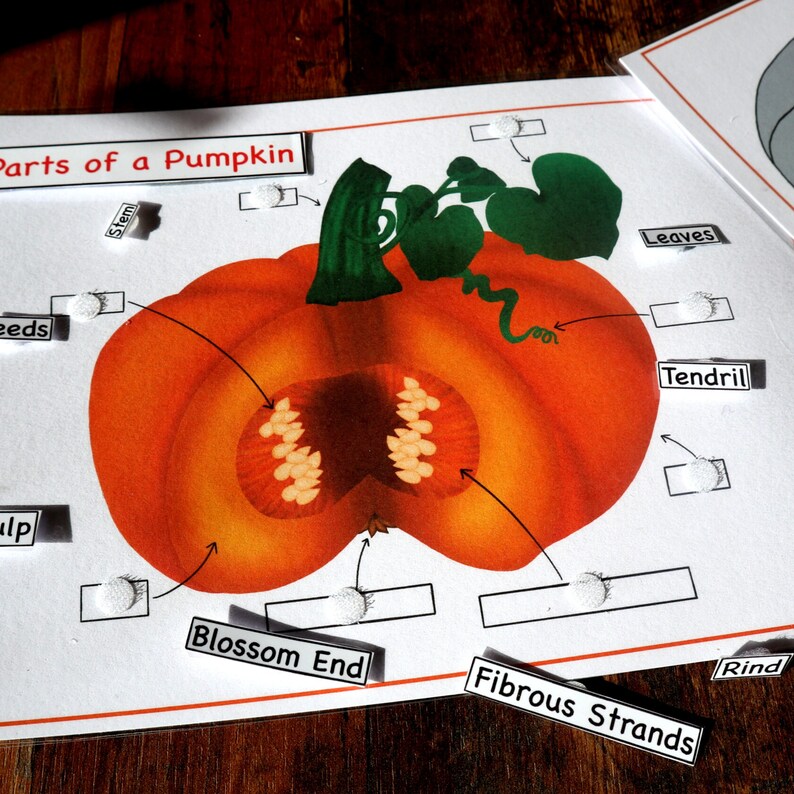 Pumpkin unit study printable, Pumpkin lifecycle, Parts of Pumpkin, Pumpkin 3 part cards, Pumpkin puzzle , Fall activity, Halloween activity image 3