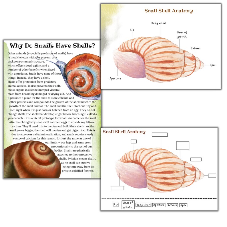 snail-unit-study-garden-snail-printable-nature-study-summer