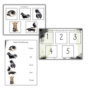 Skunk Mini Unit Study, Skunk Anatomy, Skunk Life Cycle, Summer Activity