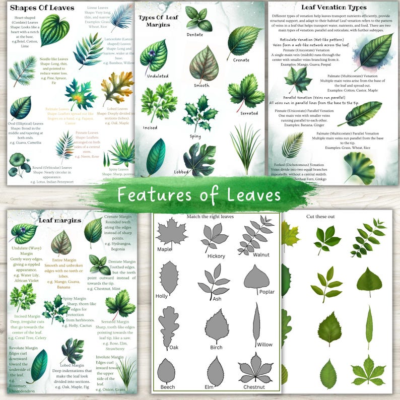 Leaf Unit Examples Leaves Unit Study, Photosynthesis, Leaf Anatomy, Leaf Anatomy 3 Part ...