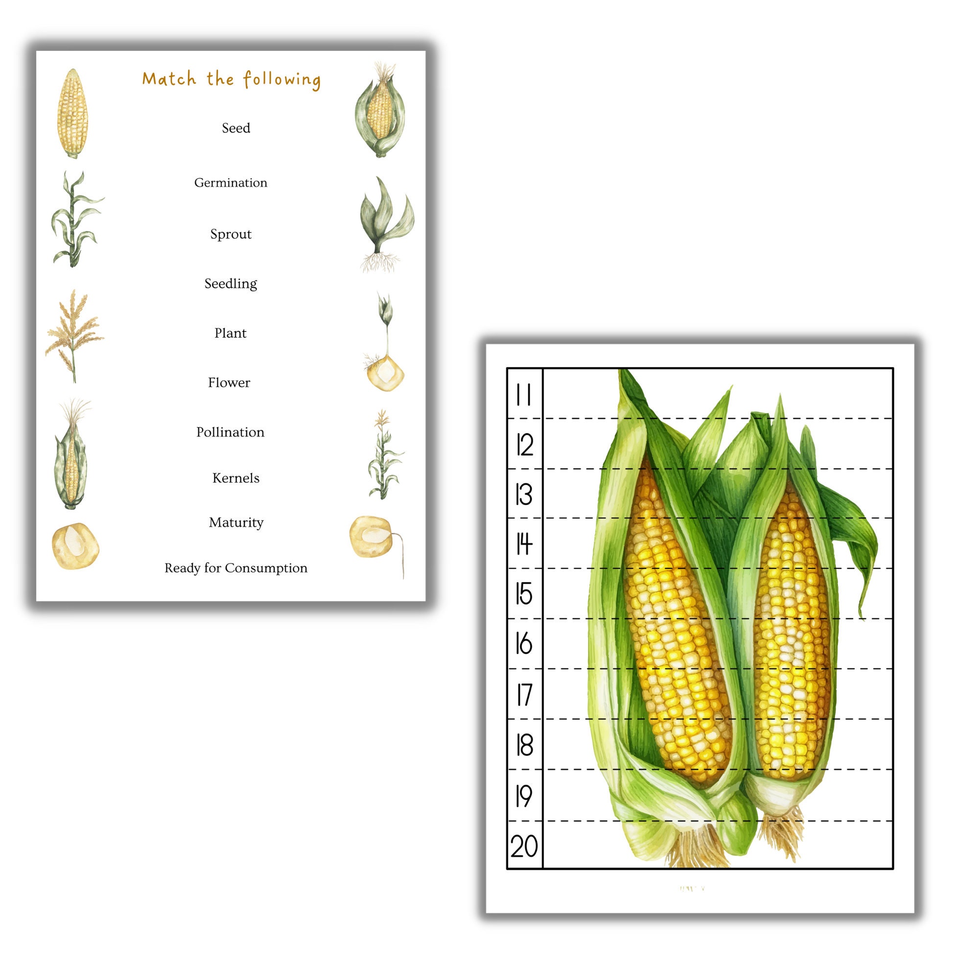 Corn Unit Study, Corn Plant Anatomy, Corn Life Cycle, Fall Unit, Nature ...
