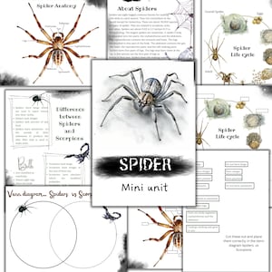 Spinnen Mini Einheit Studie, Spinnen Anatomie, Halloween druckbare Aktivität, Homeschool Natur Studie