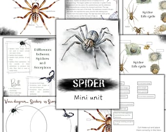 May include: A printable educational resource for kids about spiders and scorpions. The resource includes a Venn diagram, a spider anatomy diagram, a spider life cycle diagram, and a spider mini unit. The resource is designed to help kids learn about the differences and similarities between spiders and scorpions.