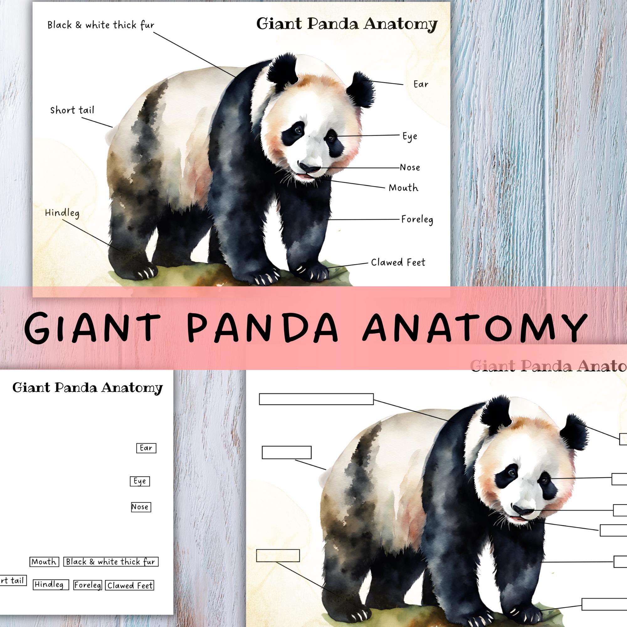 GIANT PANDA ANATOMY, Giant Panda Printable, Zoology Homeschool