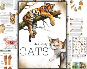 猫の単元学習、猫の解剖学、トラの解剖学、大型猫の単元、猫のホーム