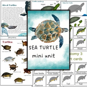 Mini unidad de tortugas marinas, rompecabezas imprimible de tortugas, tarjetas montessori de 3 partes de tortugas, actividades de reptiles, actividades imprimibles de tortugas