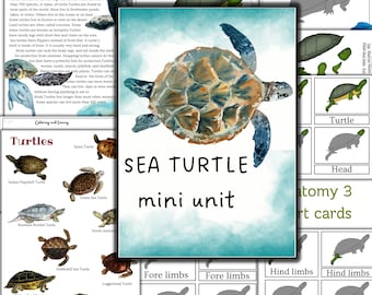 Puede incluir: Mini unidad educativa de tortugas marinas con ilustraciones y texto. Incluye una pintura de acuarela de una tortuga marina, diagramas de anatomía y tarjetas didácticas. El texto incluye información sobre tortugas, sus hábitats y características.