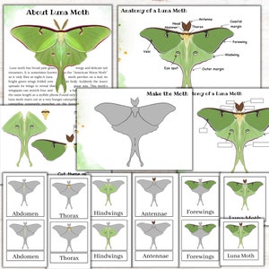 K&ouml;nnte beinhalten: Ein druckbares Arbeitsblatt &uuml;ber den Luna-Motte. Das Arbeitsblatt enth&auml;lt ein Diagramm der Anatomie des Falters, eine Ausschneide- und Klebeaktivit&auml;t zum Zusammensetzen des Falters und einen Abschnitt &uuml;ber den Lebenszyklus des Falters. Das Arbeitsblatt ist f&uuml;r Kinder konzipiert, um den Luna-Motte kennenzulernen.