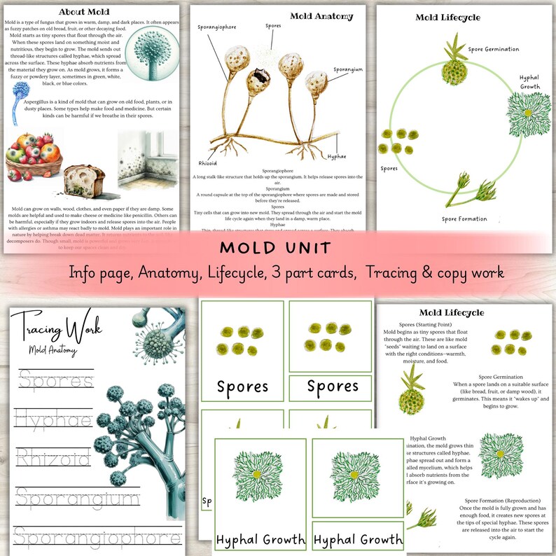 May include: Educational mold unit with info page, anatomy, lifecycle, 3-part cards, tracing, and copy work. The pages feature illustrations of mold anatomy, lifecycle diagrams, and tracing exercises for educational purposes.