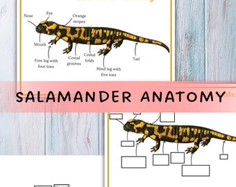 SALAMANDER anatomy, Salamander printable, SAlamander homeschool nature unit