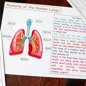 Menselijke longen anatomie afdrukbare activiteit, longen puzzel, longen nomenclatuur kaarten, longen kleuren, Kids Science, Home School, menselijk lichaam eenheid