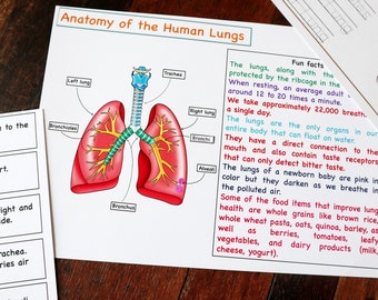 Human Lungs Anatomy Printable Activity, Lungs Puzzle, Lungs Nomenclature cards , Lungs coloring, Kids Science, Home School, Human body unit