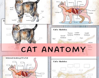 猫の解剖学、猫のプリント、自然学習、ホームスクールの猫のプリント