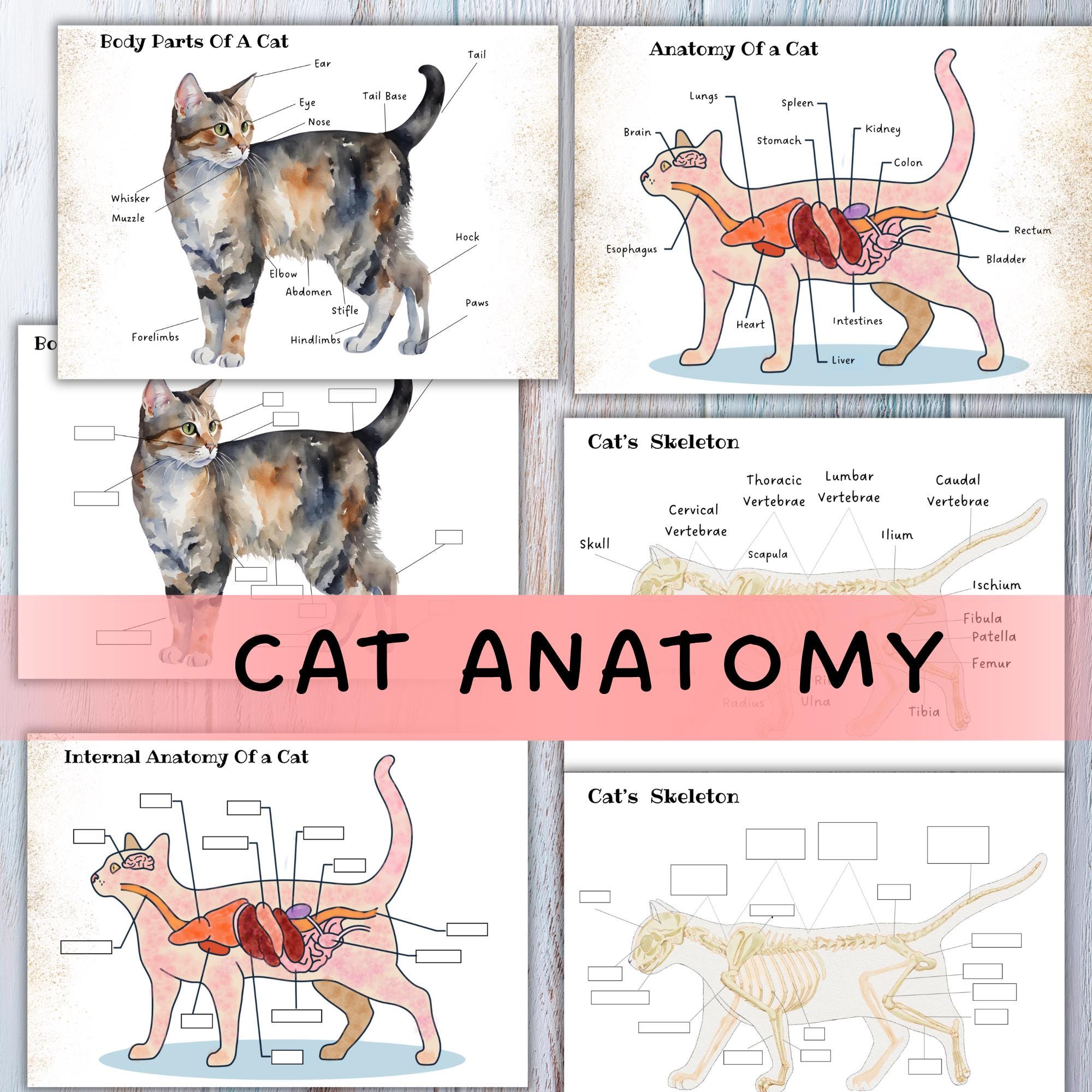 猫の解剖学、猫のプリント、自然学習、ホームスクールの猫のプリント