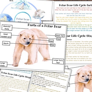 Polar bear mini unit printable, Polar bear anatomy, Polar bear lifecycle, Polar bear activity, Winter activity, Arctic study